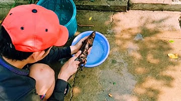 Sáng hồm này bẫy được còn chuột siêu to về làm thịt luôn..