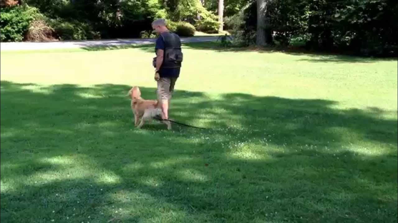 Obedient Paws Dog Training Virginia Beach YouTube