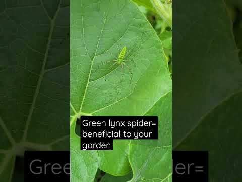 beneficial spider for