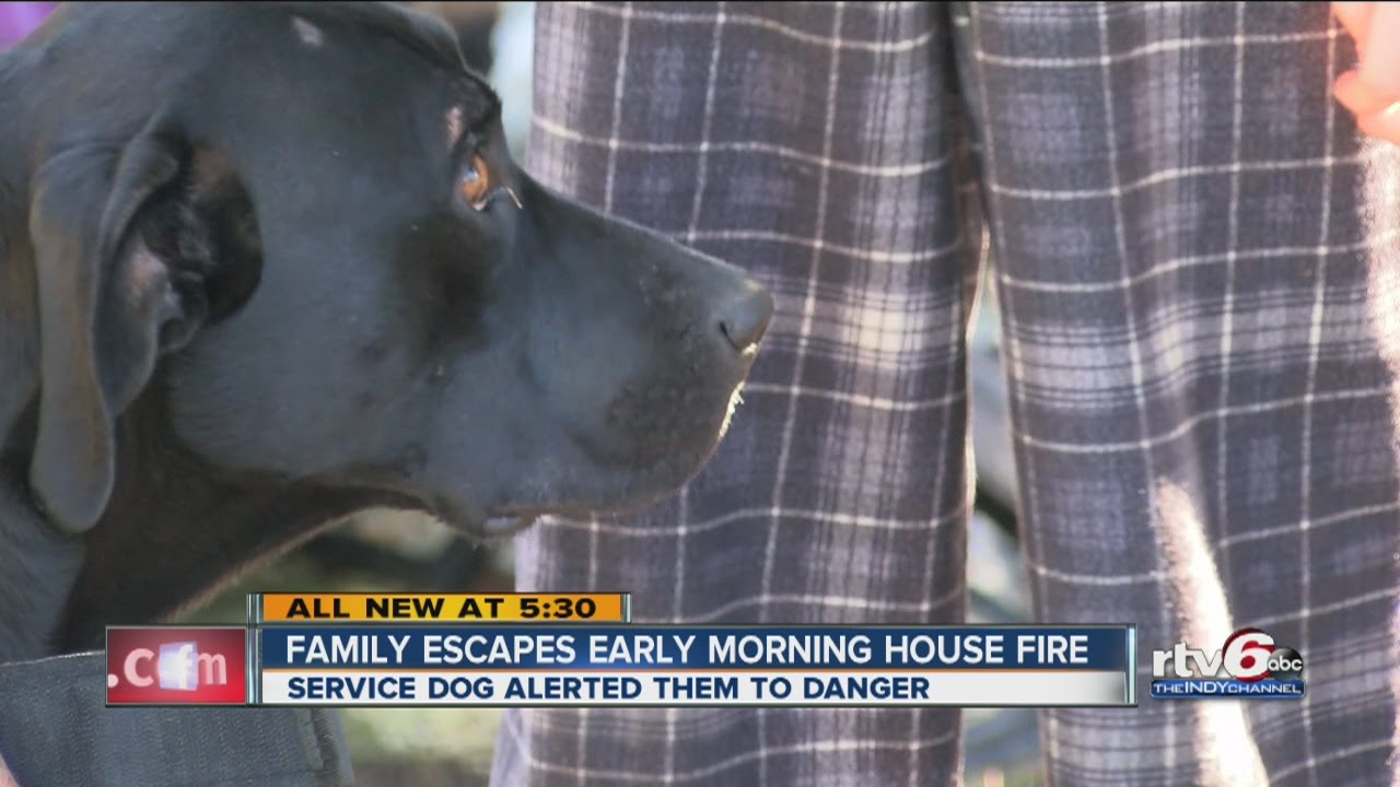 Service dog saves family from early morning house fire - YouTube