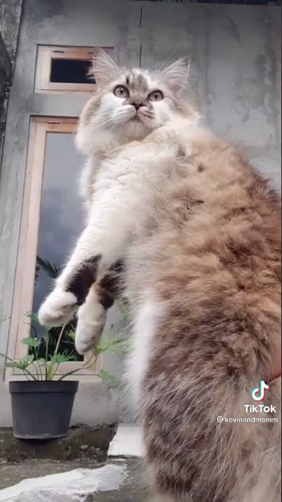 Story wa lucu part 2 || kucing joget lagu viral saya masih ting ting