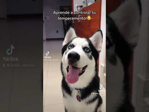 Videó: Husky-i temperamentum