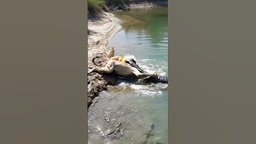 The crocodile is defeated by the lion ワニがライオンにやられる #lion #shorts #animals