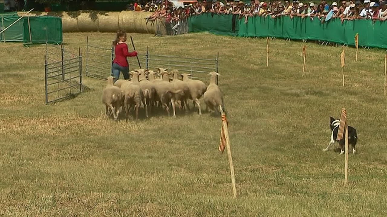Pyrénées Orientales Une Femme Simpose Au Concours Des Chiens De Berger