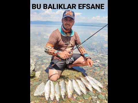 Akbalık Levkit avı