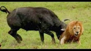Buffalo Kills Lion