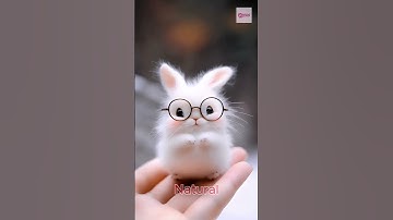 Adorably Wise Bunny in a Cozy Hat and Glasses #rabbit #pets #bunny #funny #viralshorts #cute