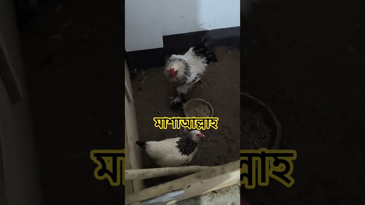 Colombian Light Brahma Chicken Hatching Eggs
