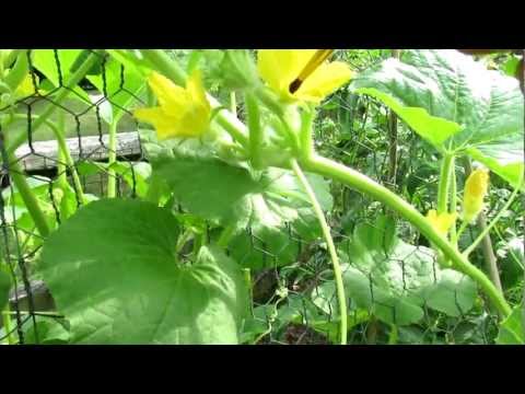 TRG 2012: Hand Pollinating Cucumbers: Male and Female Flower Identification