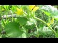 TRG 2012: Hand Pollinating Cucumbers: Male and Female Flower Identification