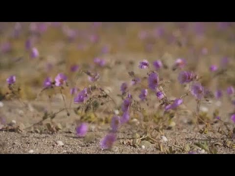 Videó: Atacama Sivatag