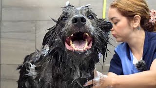 Download Lagu This Rare Dog Breed is Both STUNNING and Intense MP3 Download Lagu This Rare Dog Breed is Both STUNNING and Intense MP3