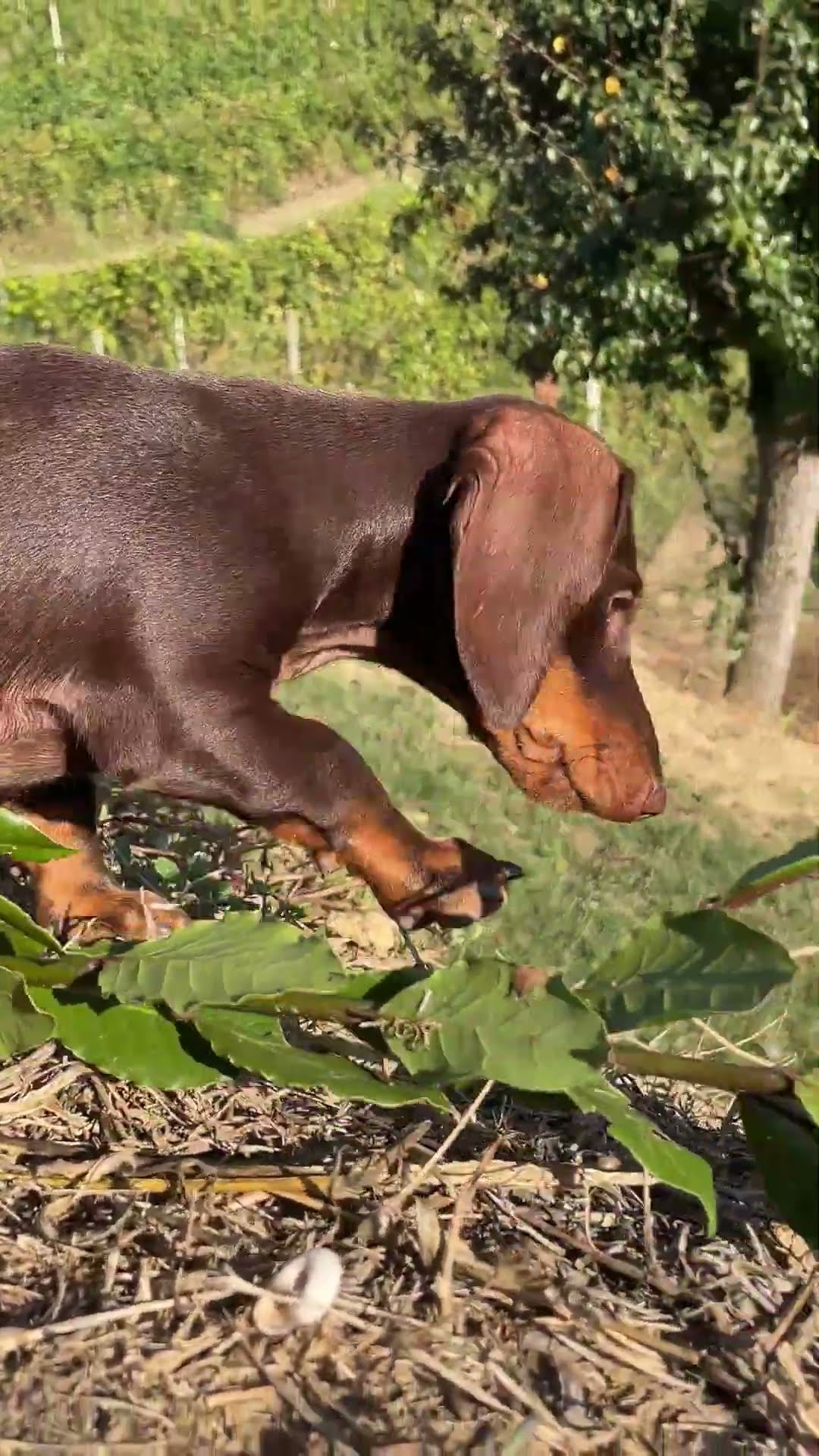 Sausage Dog Tumbles Sideways Down Slope || ViralHog