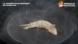 Rhacodactylus Leachi Yate Bubba Line Male Cb Baby Yate0224M