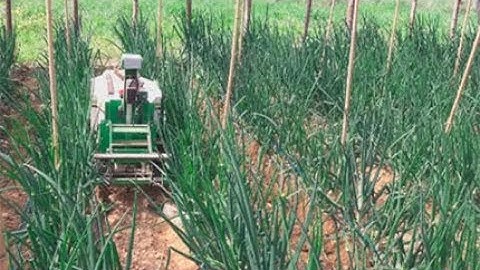 Weeding Robots on vegetable farms in France