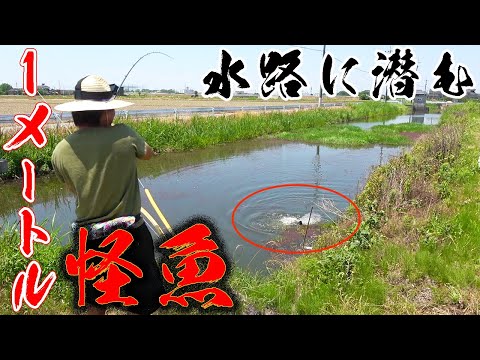 雷魚を食べる 食べない 淡水のルアー対象魚を釣った後はどうする