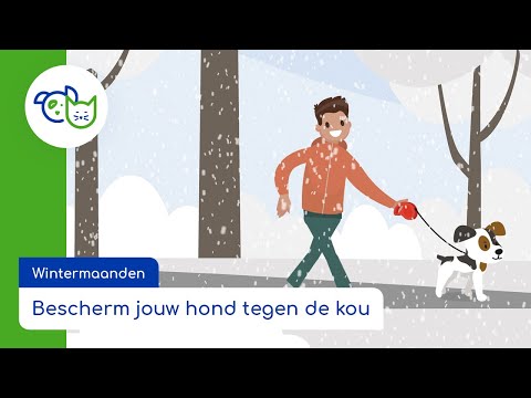 Video: Zomerveiligheid: Bescherm uw hond tegen deze gevaren voor het water