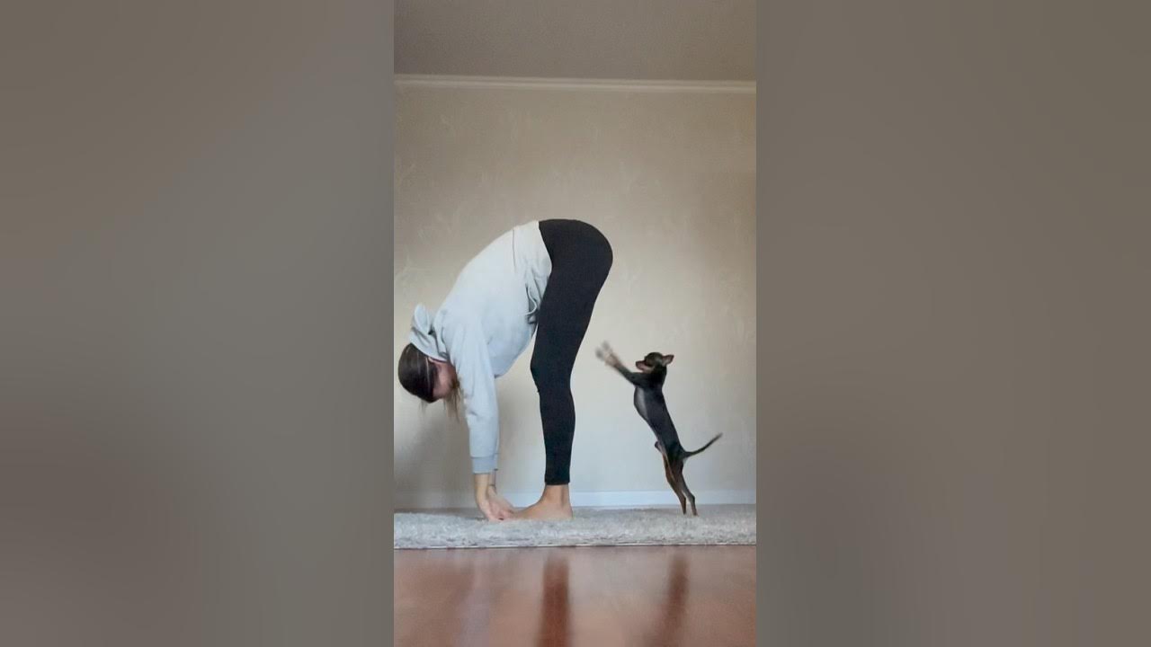 Собака акробат 🐶 #милота #собака #домашниеживотные #зож # ...