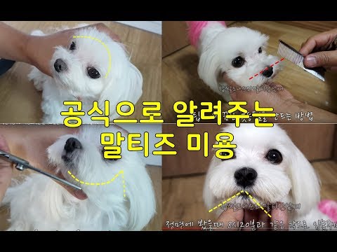 가장 쉽고 귀여운  애견미용 #6 - 공식으로 알려주는 말티즈 미용 (Dog Grooming Guide -Maltese, lovely face) ,댕쓰