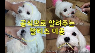 강아지미용 #6 - 애견샵처럼 귀여운 말티즈 얼굴 미용 방법   (Dog Grooming Guide -Maltese, lovely face) ,댕댕이스토리