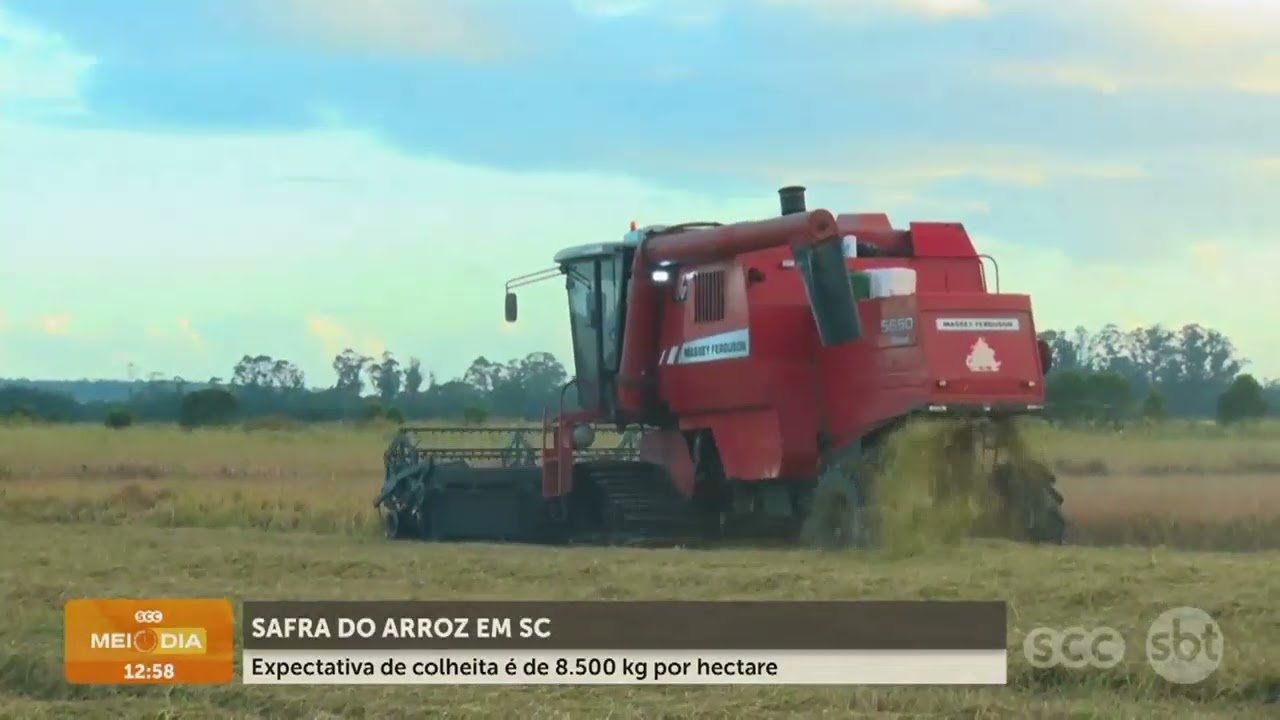 SAFRA DO ARROZ em SC: expectativa é de 8.500 kg por hectare | Cotidiano | SCC Meio-Dia