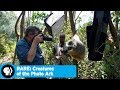 Rare Species and Conservation Efforts