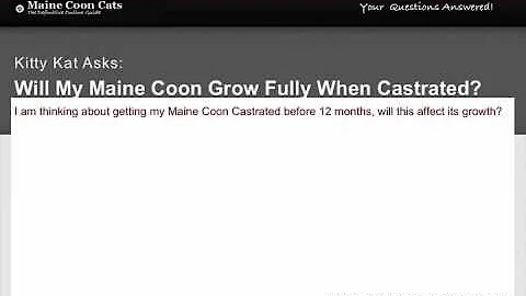 Video 4268521: maine coon cat, maine coon growing