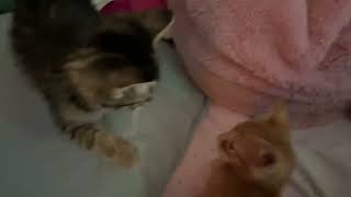 Irl tigerstar and firestar fight by quit 1,499 views 11 months ago 48 seconds