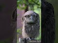 シマフクロウの首回し