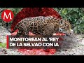 La inteligencia artificial ayuda a la proteccin y monitoreo de una reserva natural de yucatn