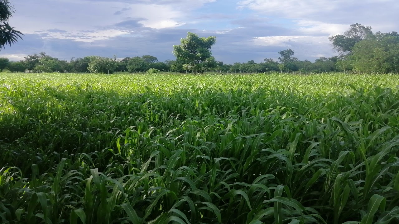 (NO DISPONIBLE) MANZANA DE TERRENO PLANO A 7 MINUTOS DE METROCENTRO