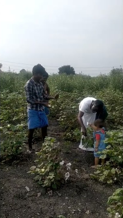 Download lagu cotton fields