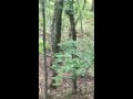 Bear near Greenwood County