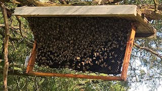 I Can'tBelieve This Actually Worked !  Russian Scion Swarm Trap Caught  Honeybees Livestream