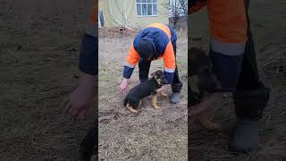 German Shepherd puppies with thick paws. Cuteness! by МИЛЫЕ ПИТОМЦЫ CUTE PETS 946 views 3 months ago 1 minute, 7 seconds