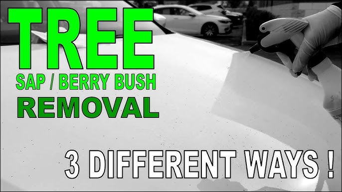 Unveiling the Secrets of Tree Sap Removal: A Comprehensive Guide for Car  Owners