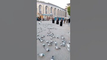 عامر الكاظمي قرآن كريم