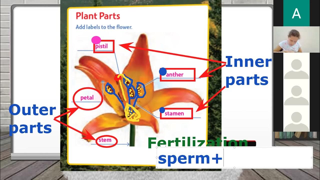 Grade 4 how do plants reproduce? part 2 YouTube