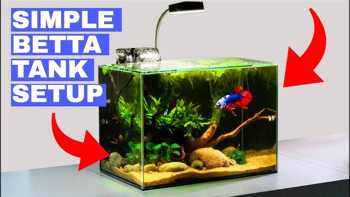 Setting up my new betta fish tank 