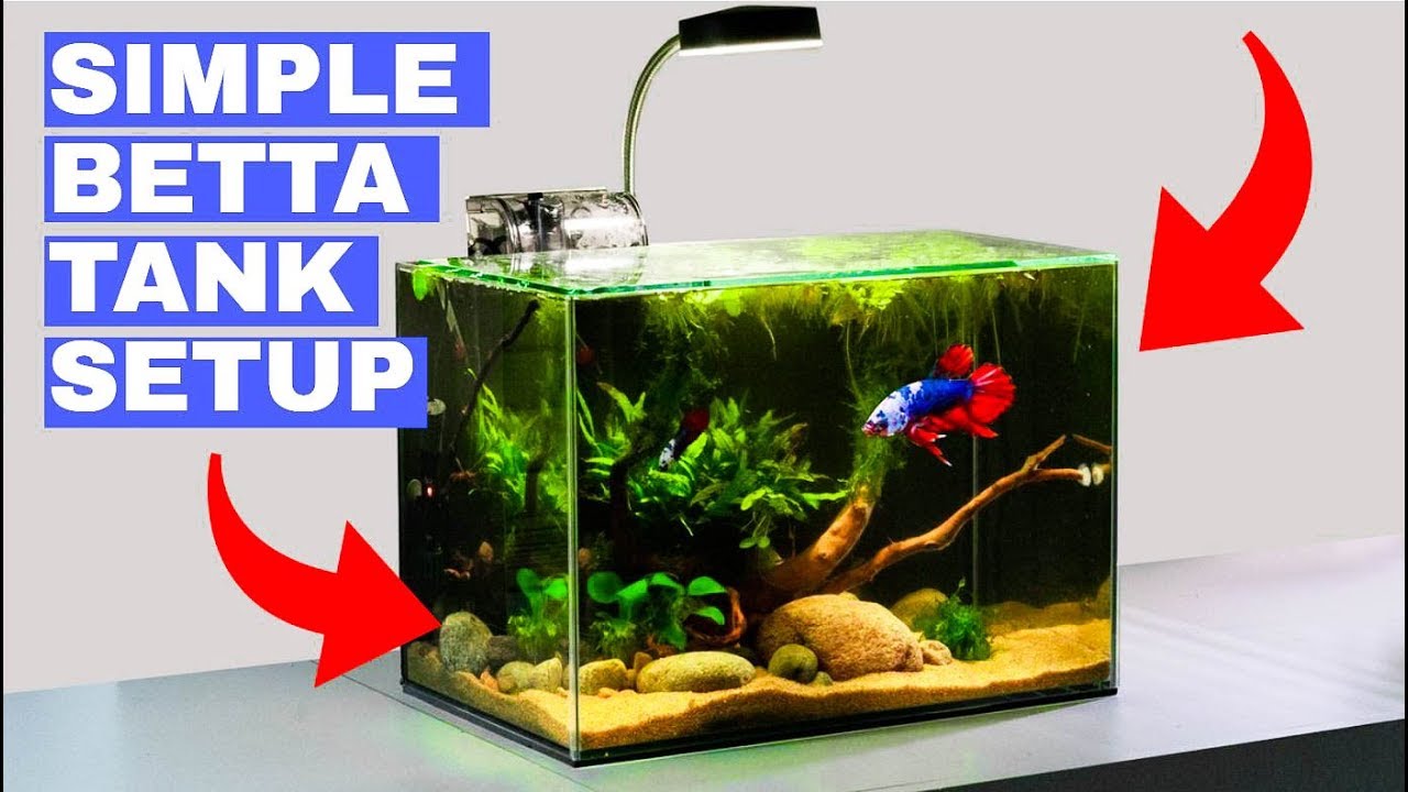 betta fish tank setup