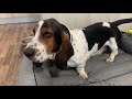 Unboxing my new bed from Hobby Dog - Sherlock the Basset Hound