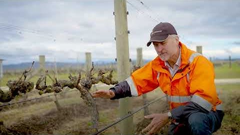 How to perform remedial surgery on a grapevine