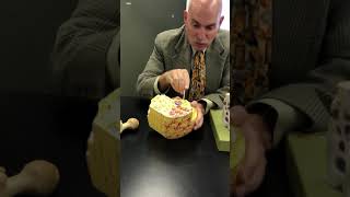 Compact and Spongy Bone with Dr. Masi