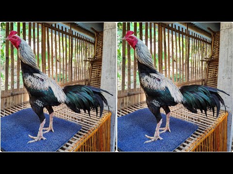 AYAM PAMA || SEJARAH AYAM PAMA, CIRI-CIRI AYAM PAMA, DAN KEUNGGULAN AYAM PAMA