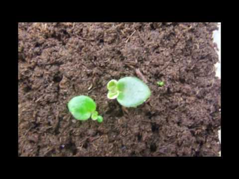 Video: Streptocarpus Fra Frø Hjemme: Hvordan Skal Jeg Så Streptocarpusfrø Riktig? Vokser Og Bryr Seg Hjemme