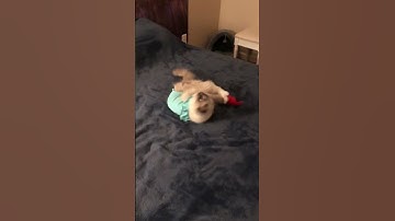 Funny Playing Catnip Toy, Cute Cute Playing Her First Catnip Toy #funycat #cat #catnip #ragdolls