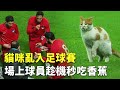 貓咪亂入足球賽 場上球員趁機秒吃香蕉 - 可愛動物 - 新唐人亞太電視台
