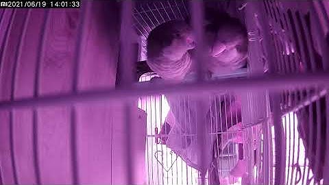 Quaker birds mating and kissing.