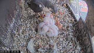 Slechtvalken Nestkast Onze Lieve Vrouwe Toren Amersfoort 02.05.2024 19:19