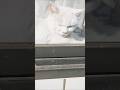 ひなたぼっこ#秋ちゃん#窓から＃cat＃猫#26.2.9